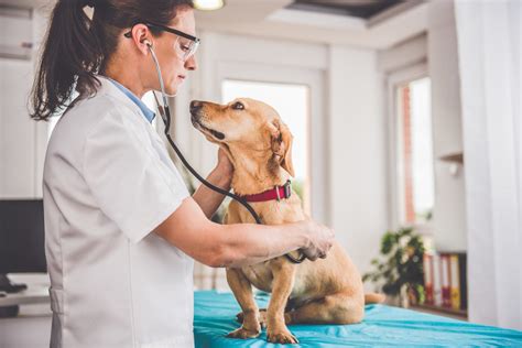 Pet medic - PetMedic Urgent Care Vet Clinic - Cambridge, Cambridge, Massachusetts. 48 likes · 18 talking about this · 6 were here. The care you’ve come to expect....